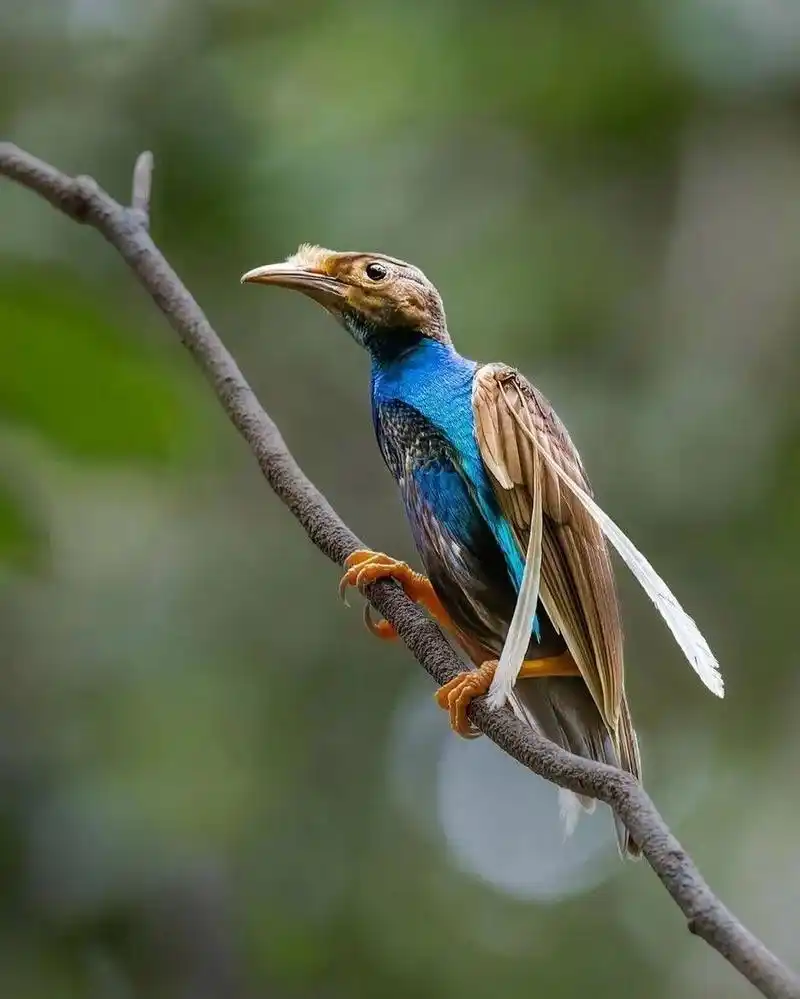 天堂鸟 #保护动物# #鸟类# #观鸟# #天堂鸟