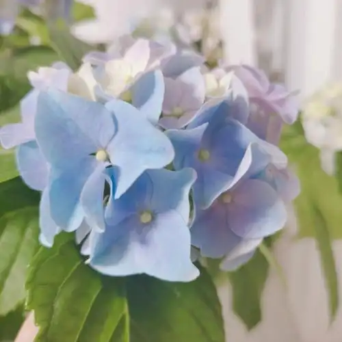 属于我的蓝粉色绣球