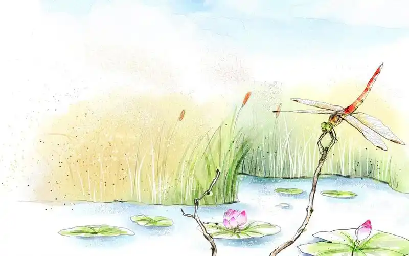 夏日靓丽荷花手绘插画图片集