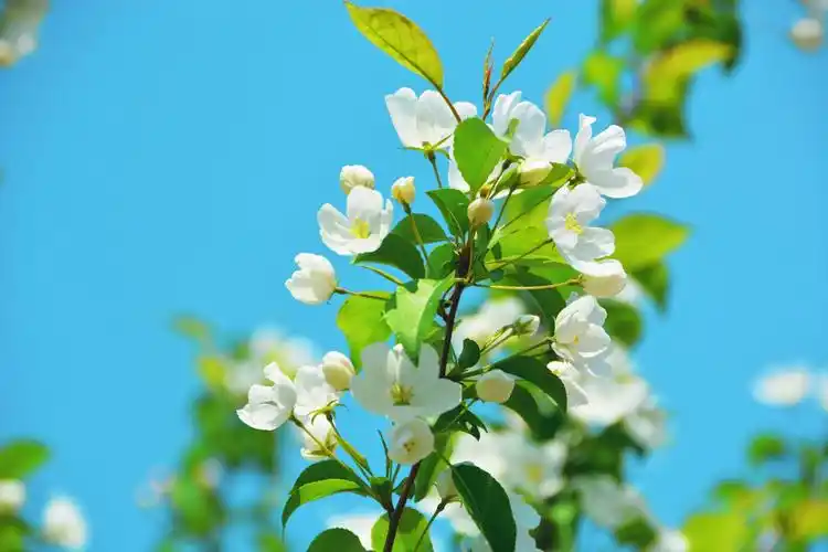 淡雅的山荆子花原创拍摄