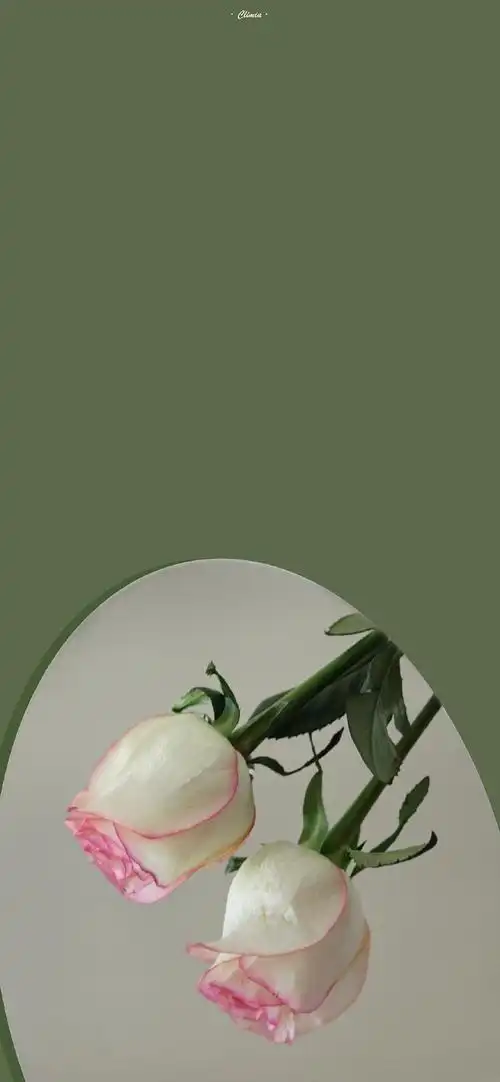 文艺小清新花朵植物高清手机壁纸