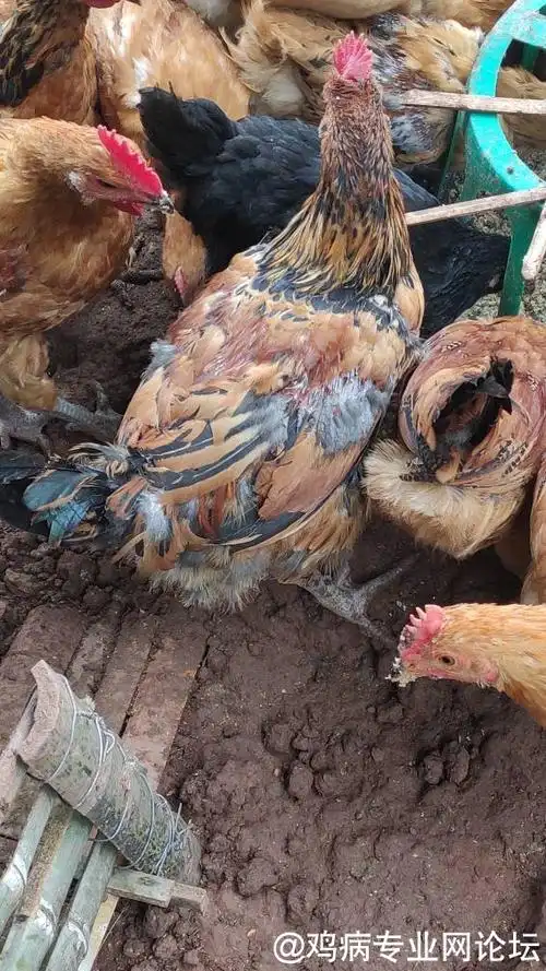 鸡掉毛严重