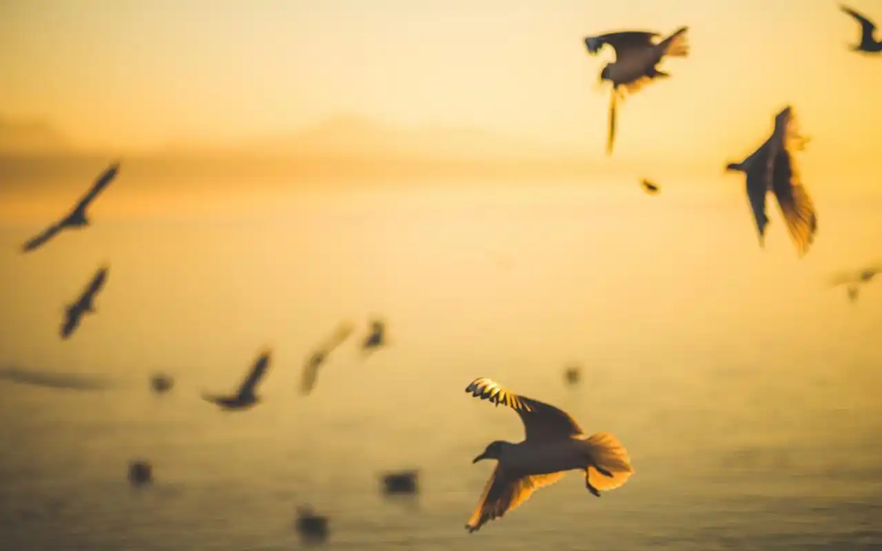 翱翔天空的海鸥高清图片桌面壁纸