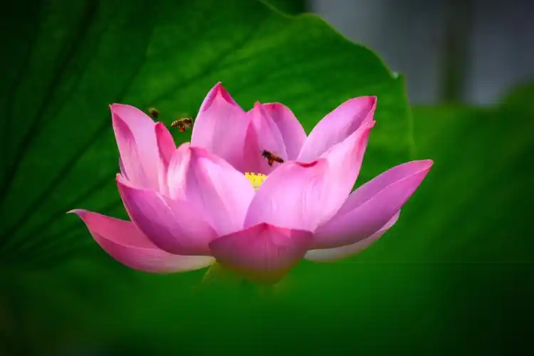 心若如莲心静如莲