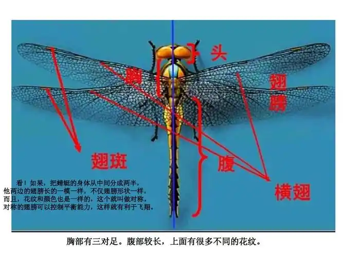 如果,把蜻蜓的身体从中间分成两半, 他两边的翅膀长的一模一样,不仅