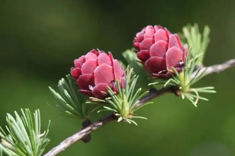 长白山植物千"种"风情～黄花落叶松_腾讯新闻