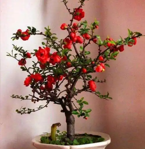 养海棠盆栽几个关键养护要做对才能大量开花
