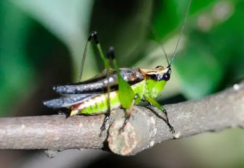 其它 昆虫世界 写美篇悦鸣草螽(中国中部和南部)