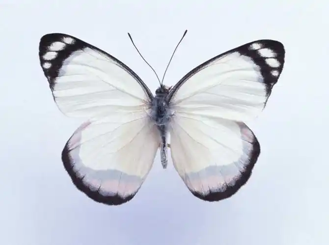 无人,横图,俯视,室内,特写,白天,白色背景,蝴蝶,伸展,张开,展翅,阴影