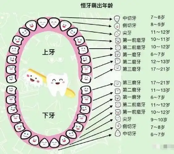 实习乳牙萌出替换时间