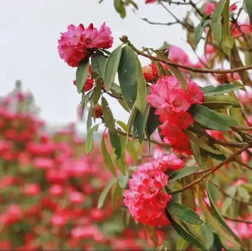 开了!百里杜鹃漫山花海美到失语,清明出游刚刚好→