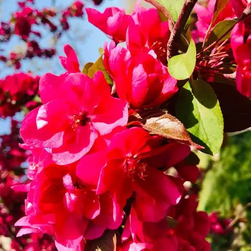 这是今天最艳丽的海棠花了吧!