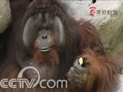 元宝山野人调查(五)红毛疑云