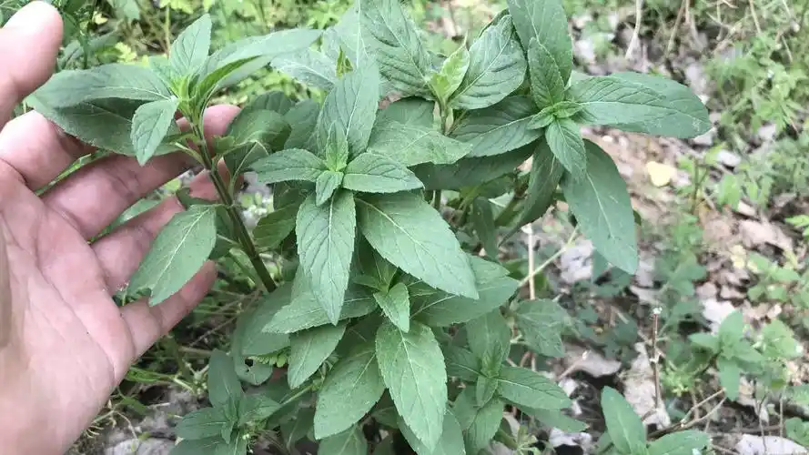 路边发现了一种野生薄荷,有啥用途与好处?看视频了解下吧!