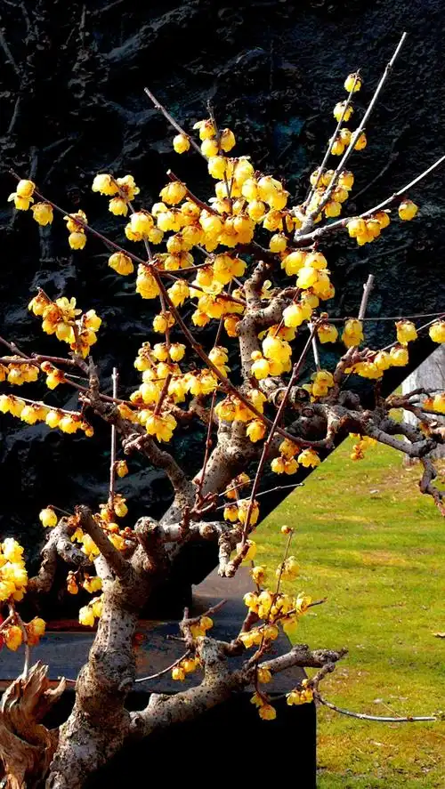 一树独先天下春——(南京梅花山2019.2.26) - 美篇