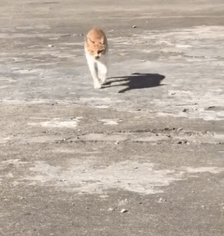 猫咪走出了六亲不认的步伐,家里有矿都这么走,猫咪:烫!烫jio