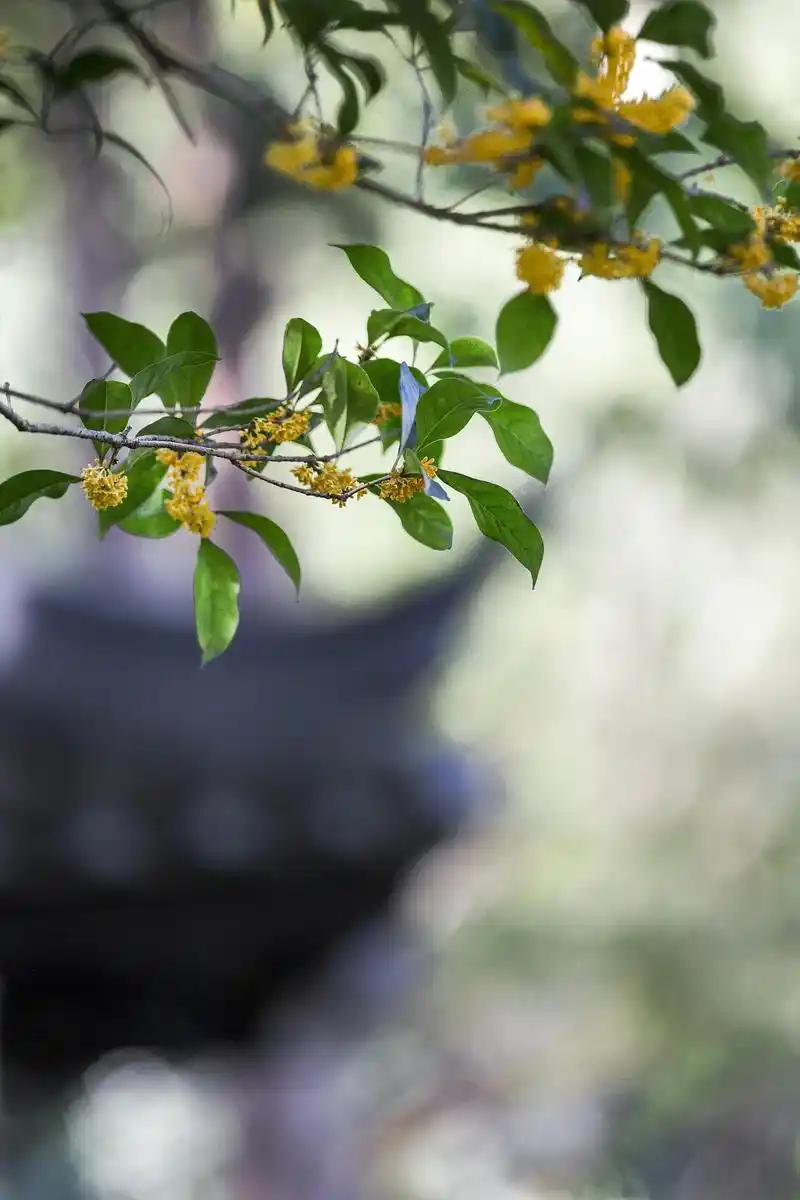 桂花:秋天的使者 桂花以其浓郁的花香,高雅的花姿和丰富的文化内涵