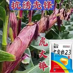 矮杆大棒玉米种子高产特大棒紫杆苞米苞谷大马牙角质抗倒抗旱抗病