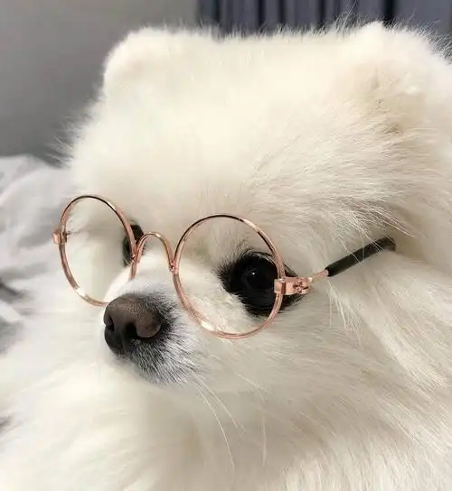 已解决戴眼镜的小狗