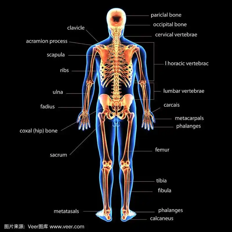 人体骨骼解剖的3d插图