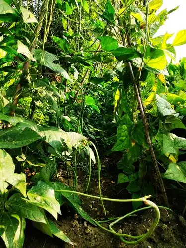 其它 秋之韵 — 乡村的秋天 写美篇北方农作物(三首) 卫铁生 秋天的