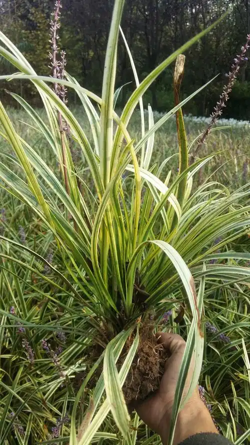 庭院苗木耐寒地被植物金边麦冬草细叶青叶麦冬草四季常青金边麦冬草