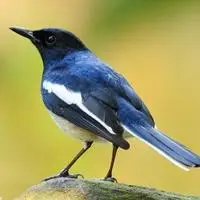 颜色鲜艳小鸟头像图片