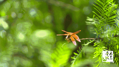 红蜻蜓回家了平湖再现江南水乡风貌连市委书记祁海龙也点赞了