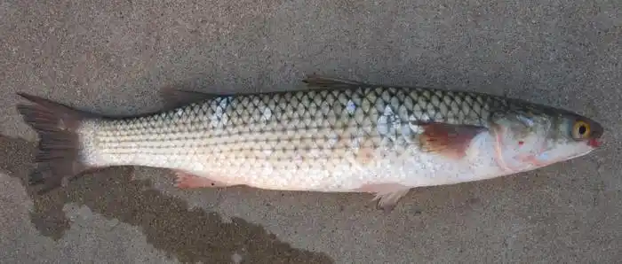 这个季节在渤海湾内适合矶钓的对象鱼常见的一般有三四种,如 黑鲪鱼