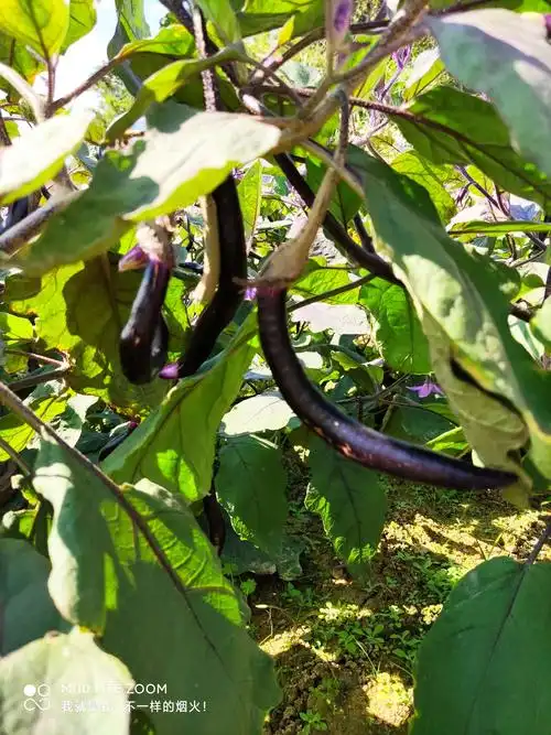 锄草施肥后,一起来到茄子园,只见那茄子树上挂着一个个穿紫袍的"