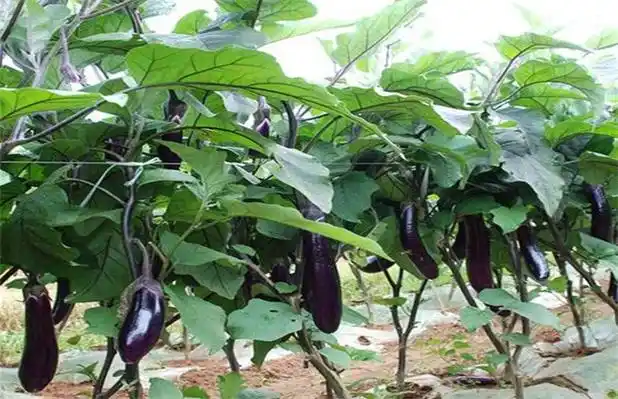 茄子施肥时的注意事项 - 蔬菜种植 - 黔农网