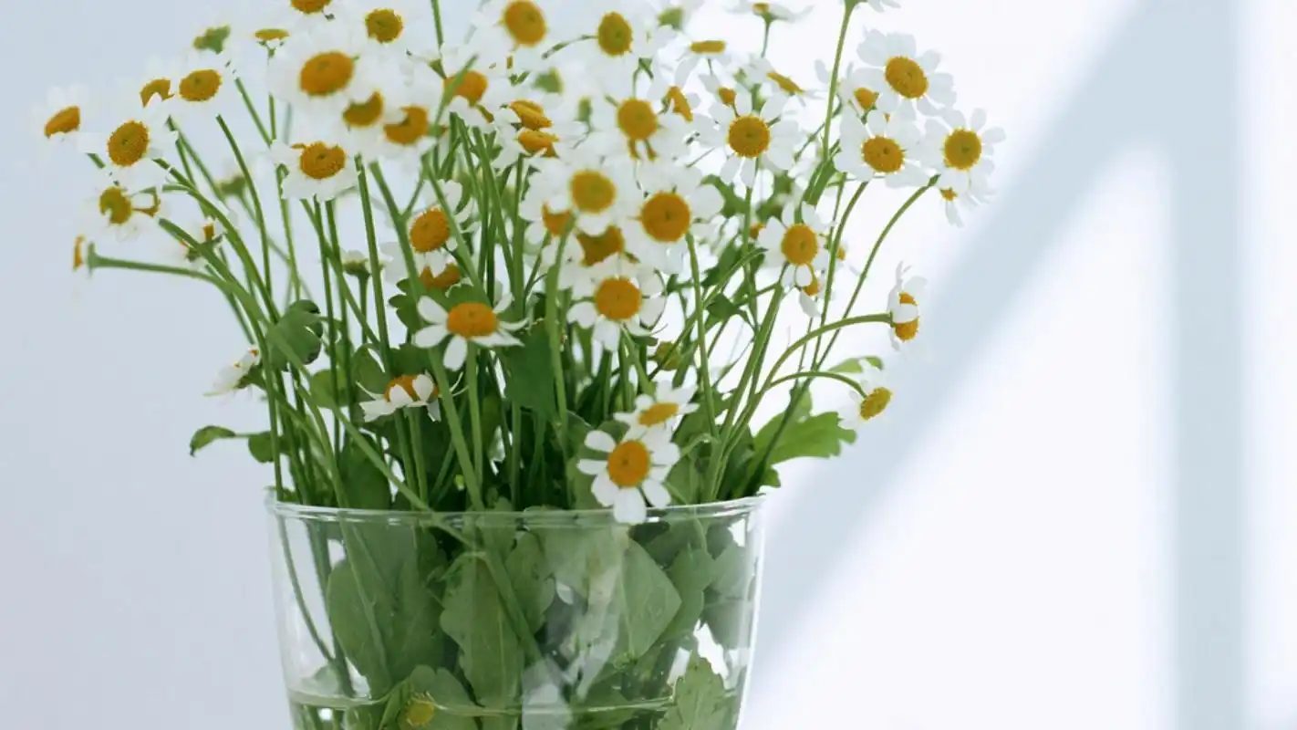 小清新家居静物简约风格桌面壁纸下载 第六辑