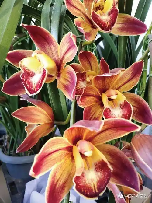 大花蕙兰价格(什么兰花品种最名贵) 第1张