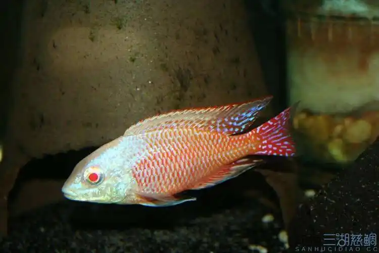白化红鹰 - 三湖慈鲷疾病 - 龙巅三湖慈鲷