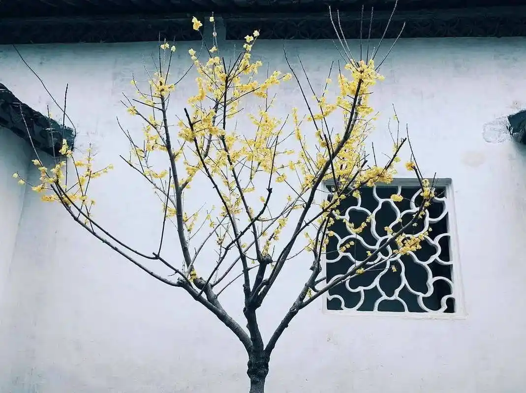 适合北方庭院种植的景观树 11566腊梅树的观赏价值很高,开花后有