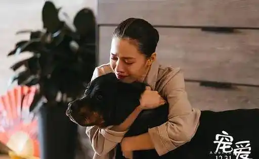 《宠爱》暖心首播,带你走进宠物世界,吴磊张子枫的真情感动到哭_生活