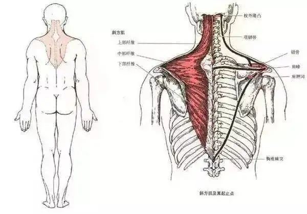 斜方肌在哪为什么会疼?医生建议:这3个动作一定要坚持做