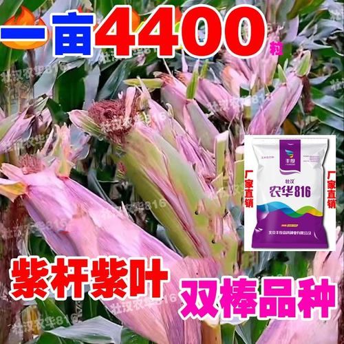 批发稳产玉米种子大全紫杆紫叶双胞胎抗旱抗涝矮杆双棒国审苞米种 紫