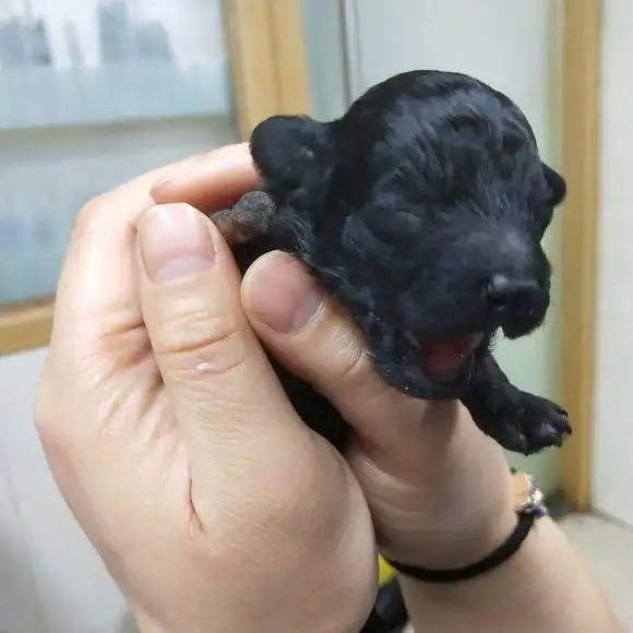 刚出生不久的小泰迪被主人狠心抛弃,了解真相后更让人心疼不已!