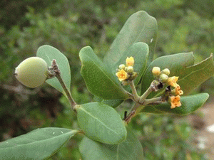 百度图片搜索_白骨壤的搜索结果