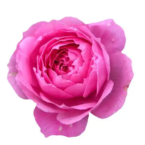 精致的小星星——阳台系列月季花星空阳台