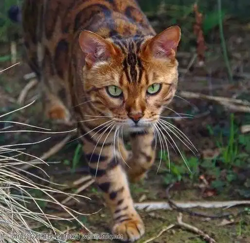 这只孟加拉猫已经帅出新高度啦!