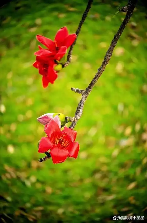 手机如何拍出好看的木棉花看完秒懂收藏