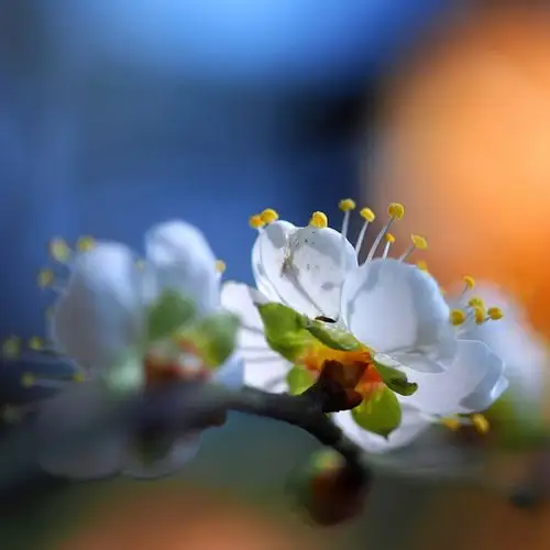 人醉杏花_唯美微信头像图片_扣扣居