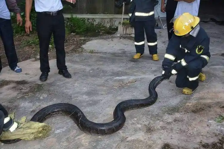 原创男子挑战蛇吞活人节目被巨蟒吞入腹部用刀划开巨蟒腹部