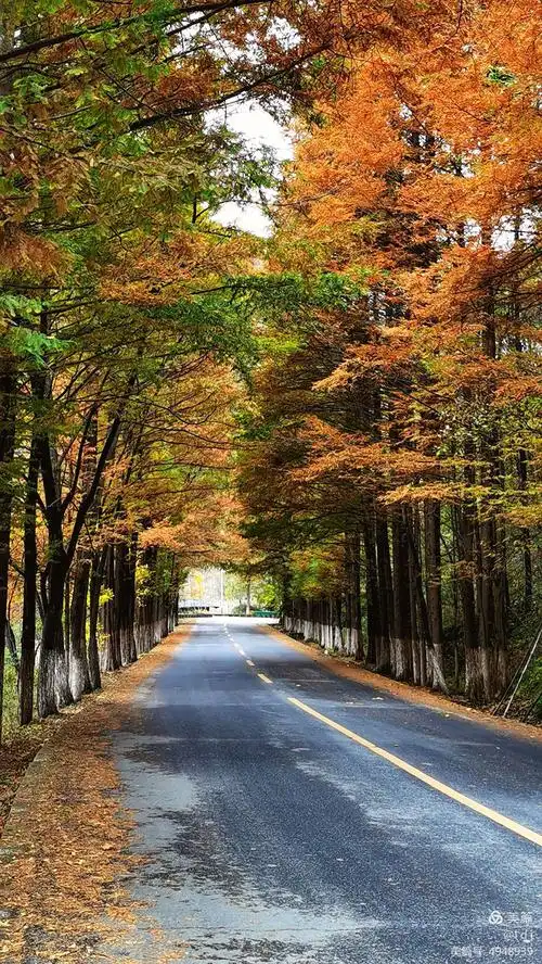 中国最美乡村公路(手机版)