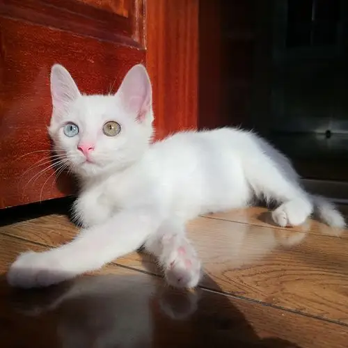 想问大家小土猫也会有蓝眼睛吗?