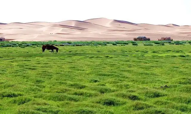 很浓郁的西北气候名称:阿拉善荒漠草原简介:阿拉善荒漠草原位于内蒙古