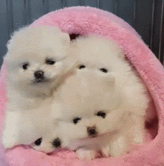 长得像玩具狗还笑得这么甜,博美宝宝果然都是治愈系的小天使