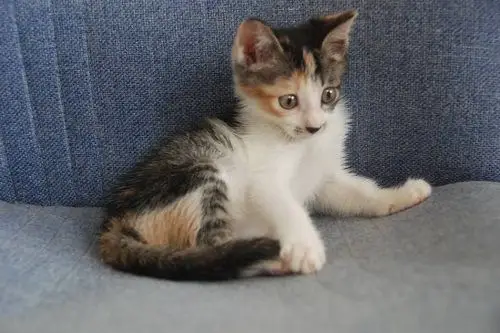 小土猫会用猫砂吗,土猫可以用猫砂吗,小土猫多大可以用猫砂